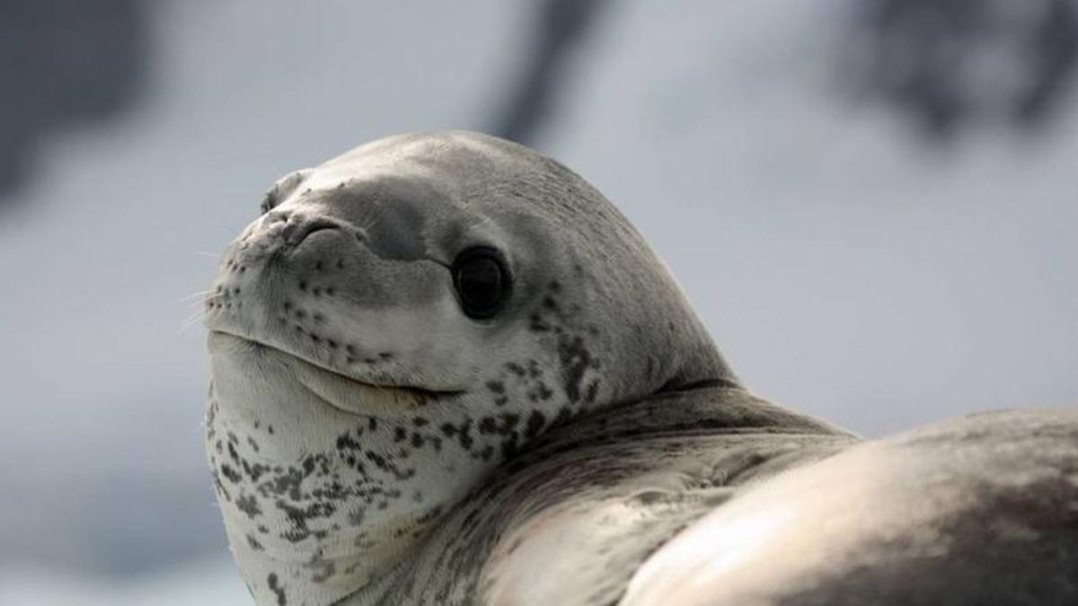 Fok Dışkısında Bulunan USB Belleğin Sahibi Bulundu