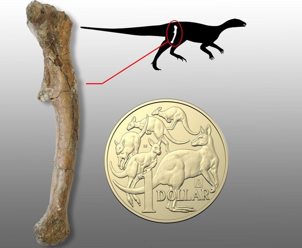 Avustralya’da Bebek Dinozorlara Ait Kemikler Bulundu