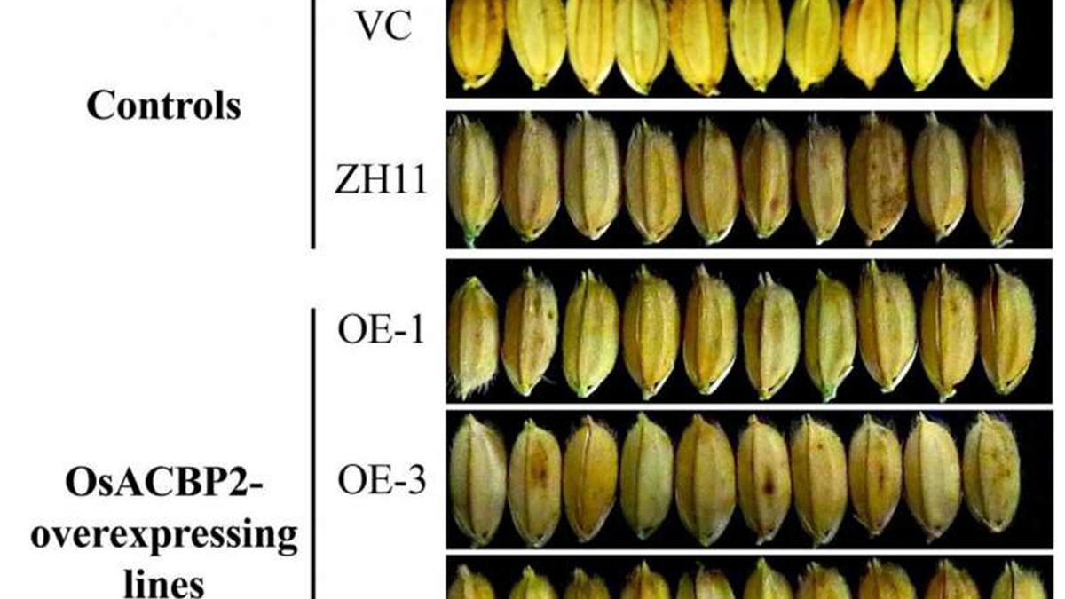 Bilim İnsanları, Pirinç Tanelerinin Verimini Artıran Yeni Bir Yöntem Keşfetti