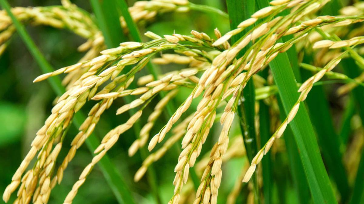 Bilim İnsanları, Pirinç Tanelerinin Verimini Artıran Yeni Bir Yöntem Keşfetti