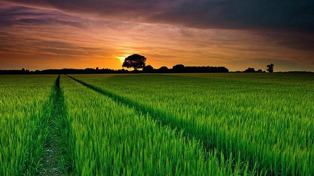 Bilim İnsanları, Pirinç Tanelerinin Verimini Artıran Yeni Bir Yöntem Keşfetti