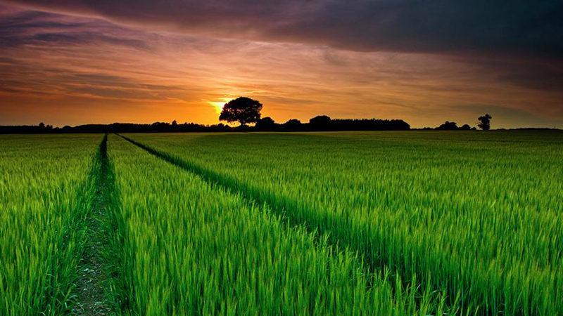 Bilim İnsanları, Pirinç Tanelerinin Verimini Artıran Yeni Bir Yöntem Keşfetti