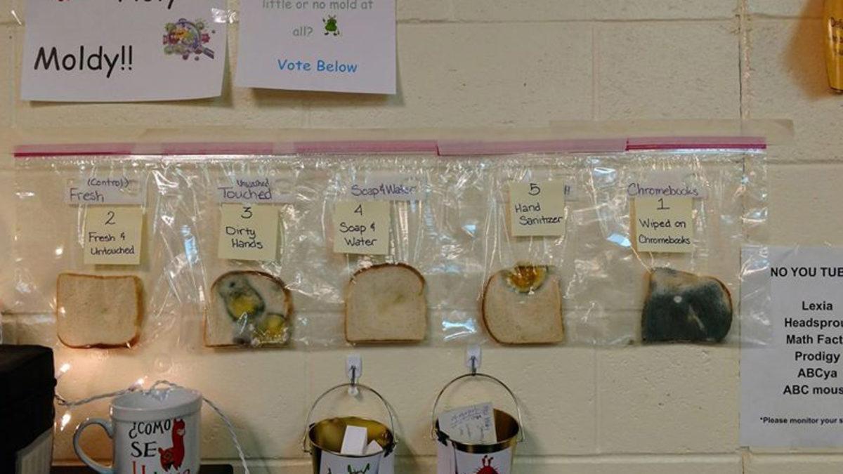 Elleri Yıkamanın Önemini Gözler Önüne Seren İğrenç Deney