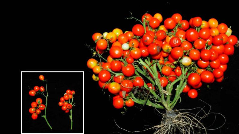 Bilim İnsanları, Uzayda Bile Yetiştirilebilecek Domatesler Geliştirdi