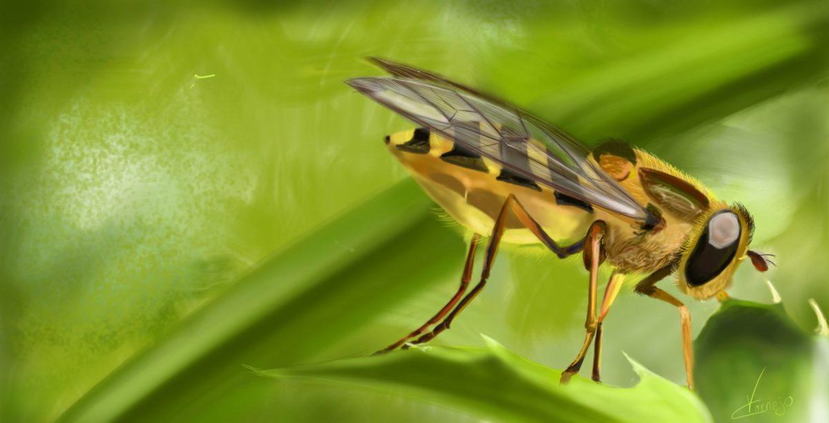 Korkutan Araştırma: Böcek Türlerinin %40’ı Yakında Yok Olacak