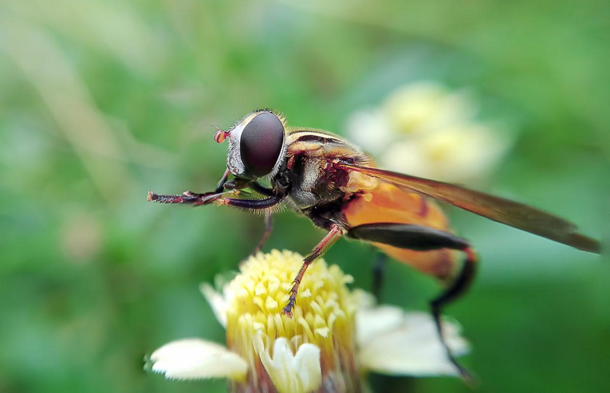 Korkutan Araştırma: Böcek Türlerinin %40’ı Yakında Yok Olacak