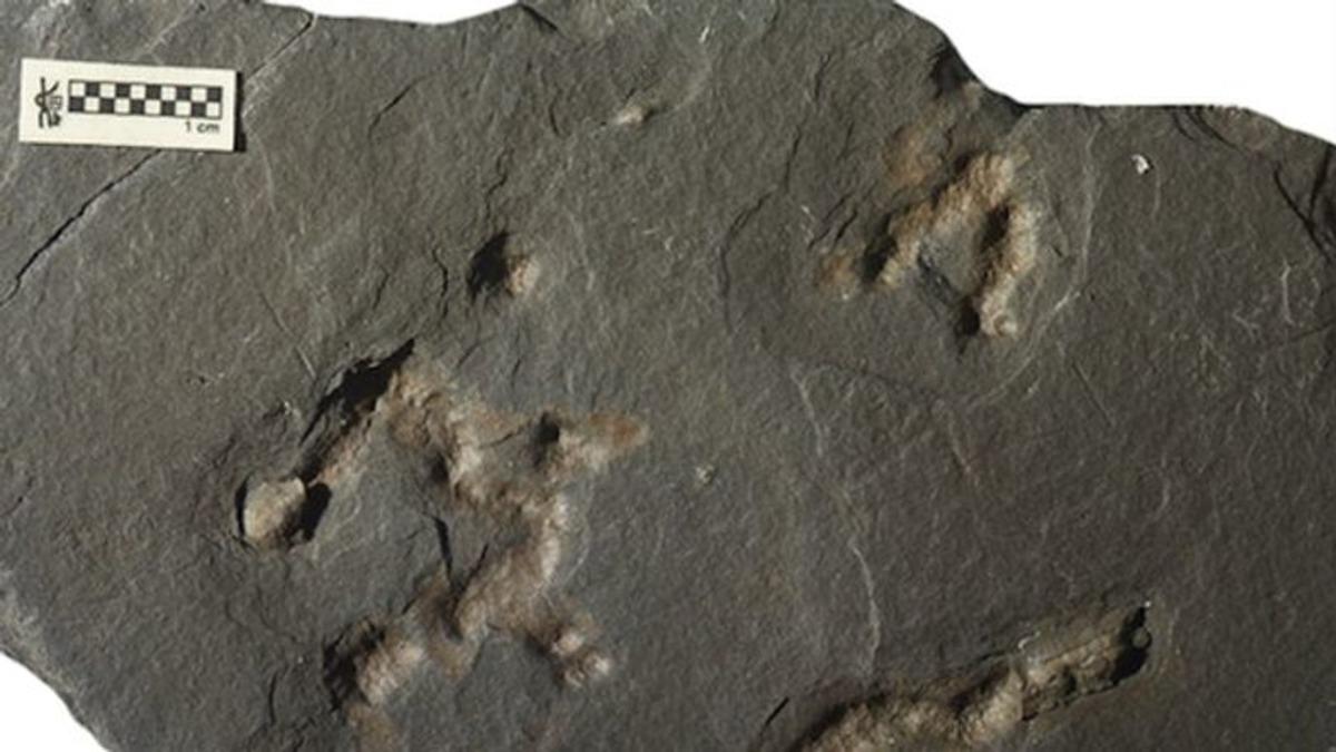 İlk Hareketli Canlılara Ait 2 Milyar Yıllık Fosil Bulundu