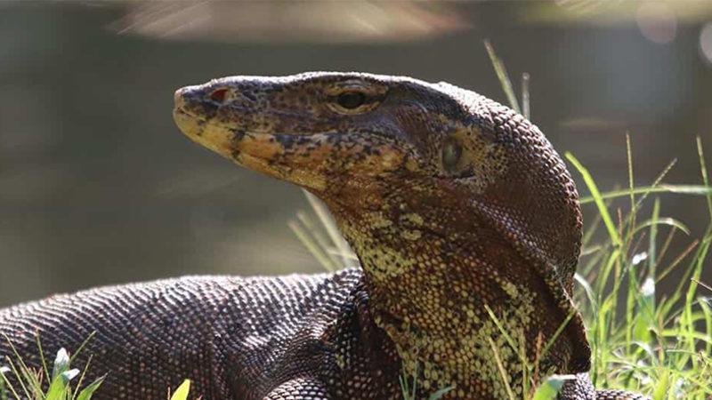 Bilinen En Eski Ebeveynlik Örneği Rekoru 309 Milyon Yıllık Bir Fosile Geçti