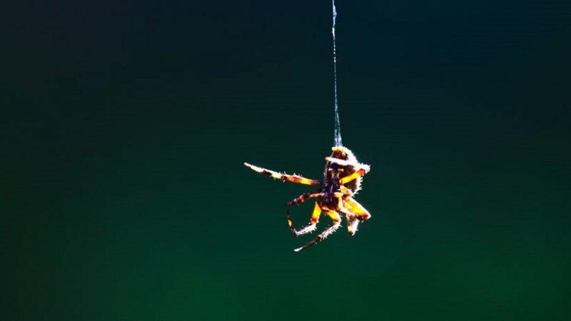 Bilim İnsanları, Sentetik Örümcek İpeği Üretmeyi Başardı