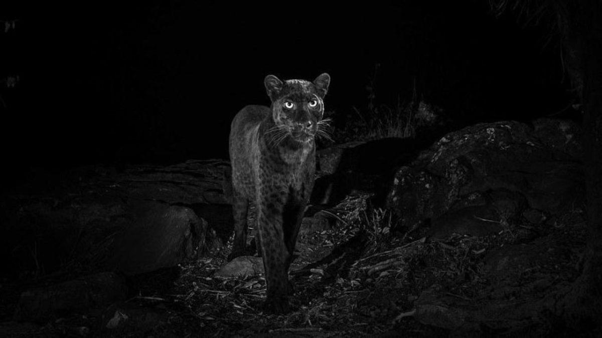 100 Yıldır İlk Kez Görüntülenen Hayvan: Siyah Leopar