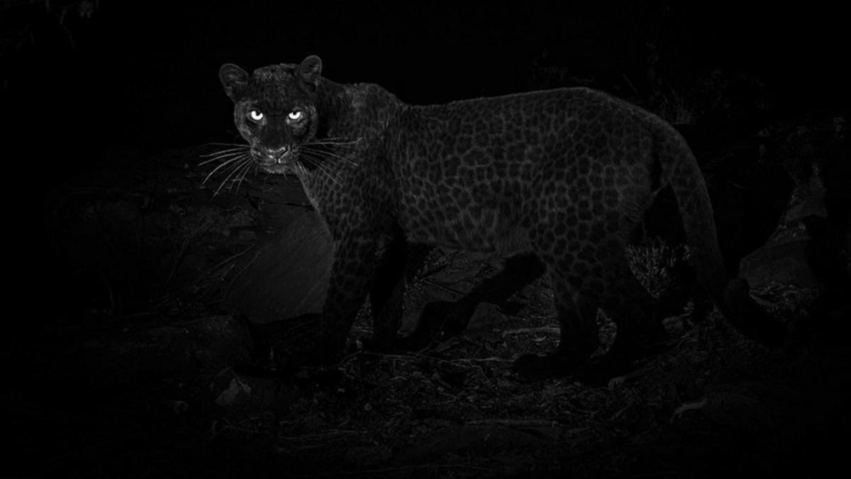 100 Yıldır İlk Kez Görüntülenen Hayvan: Siyah Leopar