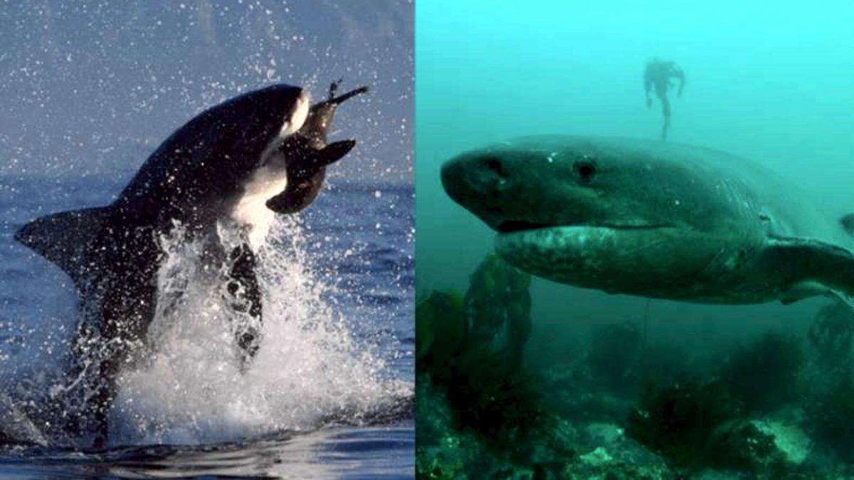 Büyük Beyaz Köpek Balıklarının Ölümü, Bir Başka Vahşi Türü Hortlattı