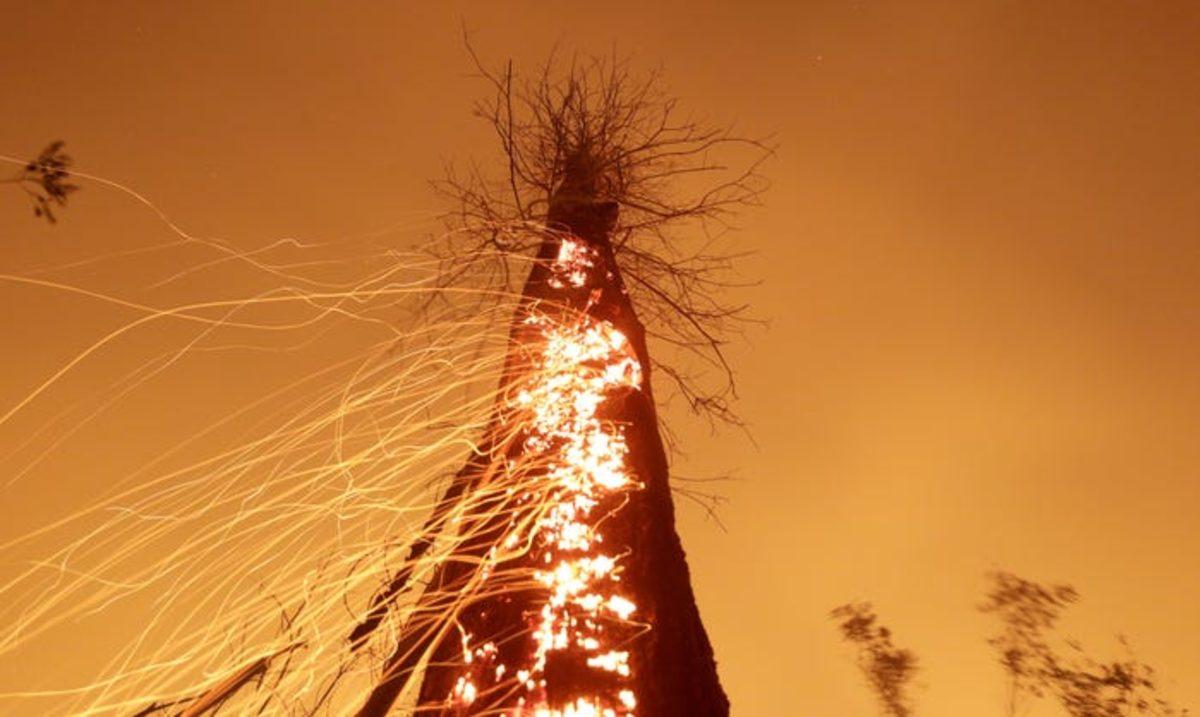 Reuters, 2019’un En İyi Çevre Fotoğraflarını Seçti