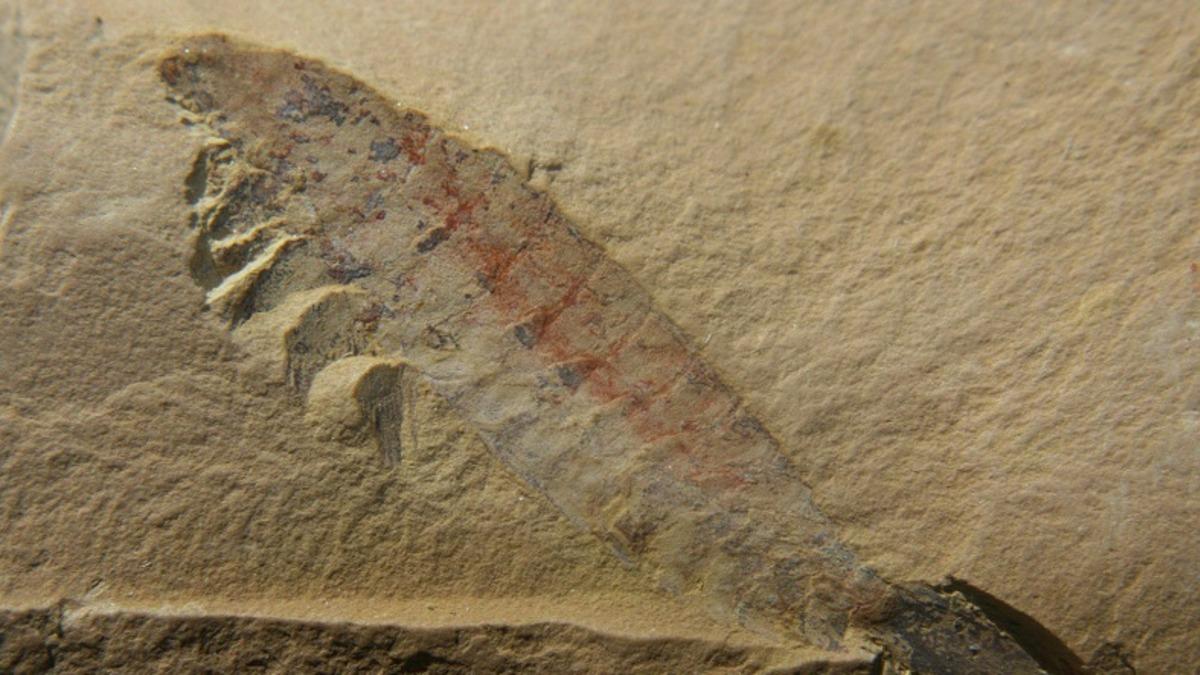 500 Bin Yıllık Fosilleşmiş Beyin, Bilim İnsanlarını Şaşırttı