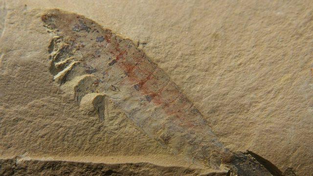 500 Bin Yıllık Fosilleşmiş Beyin, Bilim İnsanlarını Şaşırttı