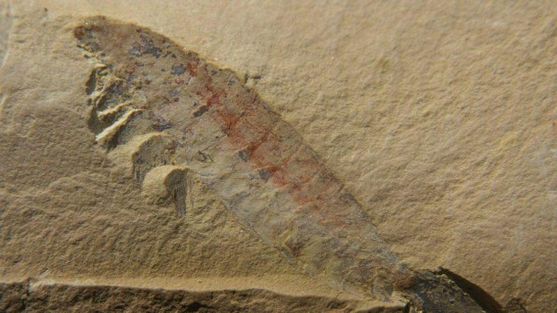 500 Bin Yıllık Fosilleşmiş Beyin, Bilim İnsanlarını Şaşırttı