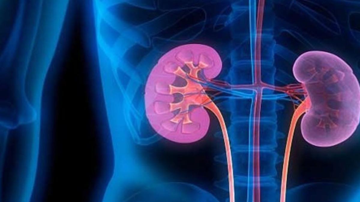 Tek Böbrekli Bireylerin Dikkat Etmeleri Gerekenler