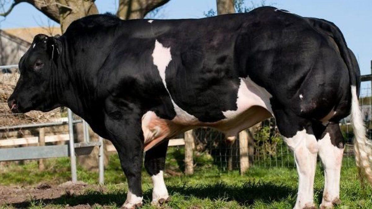 Sofranızdaki Doğal Etin Yerini Alacak ‘Laboratuvar Eti’ Hakkında 6 Gerçek