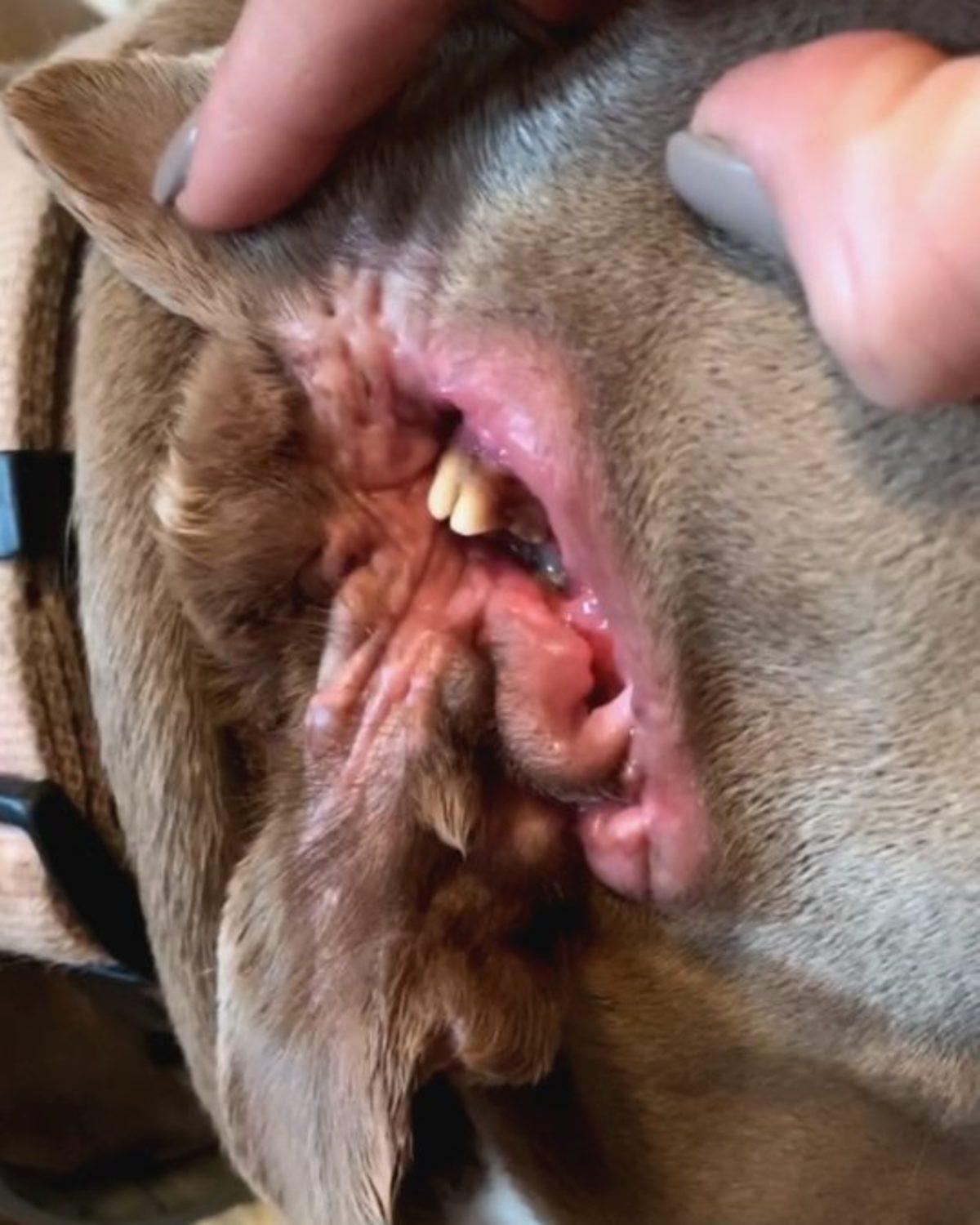 Kulağının Yerinde İkinci Bir Ağız Olan Köpek Bulundu