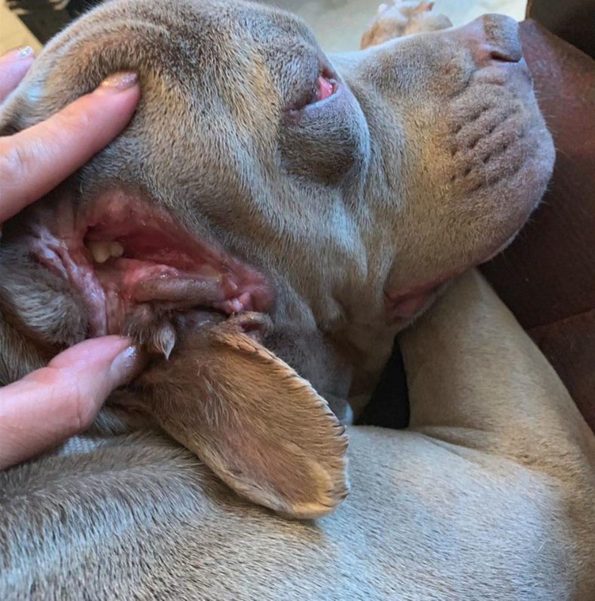 Kulağının Yerinde İkinci Bir Ağız Olan Köpek Bulundu