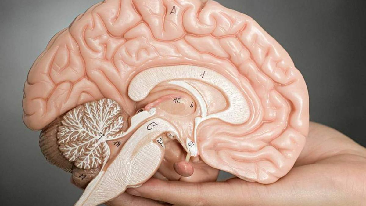 Depresyonun Beynin Daha Hızlı Yaşlanmasına Neden Olduğu Ortaya Çıktı