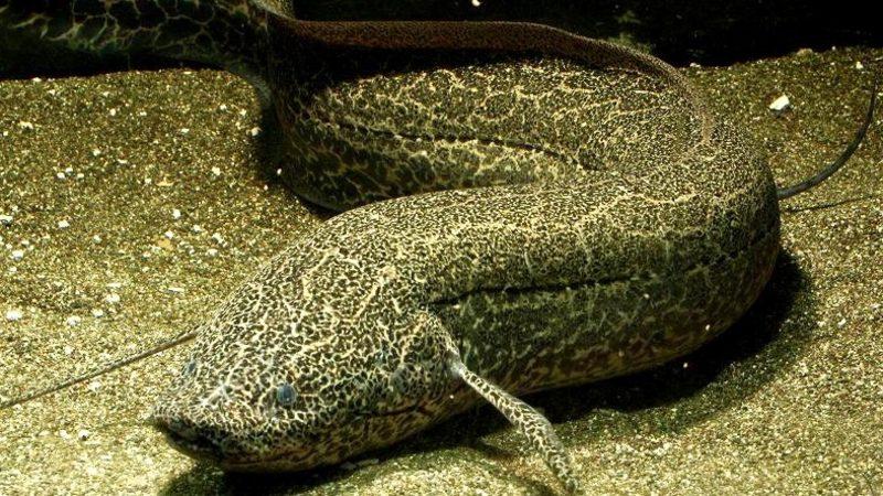 Bilim İnsanları, Bir Akciğerli Balık Fosili Daha Buldu