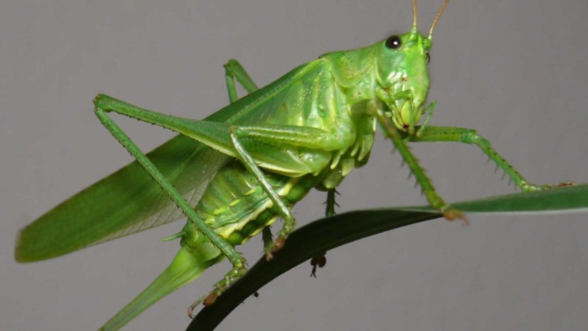 Böcekler, Antibiyotik Direncine Karşı Verilen Savaşta Bize Yardımcı Olabilir