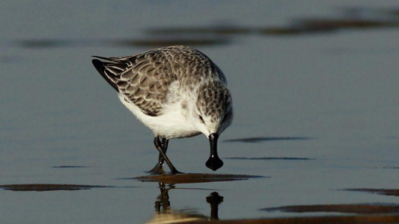 Araştırmalara Göre 1 Milyon Tür Yok Olma Tehlikesi Altında