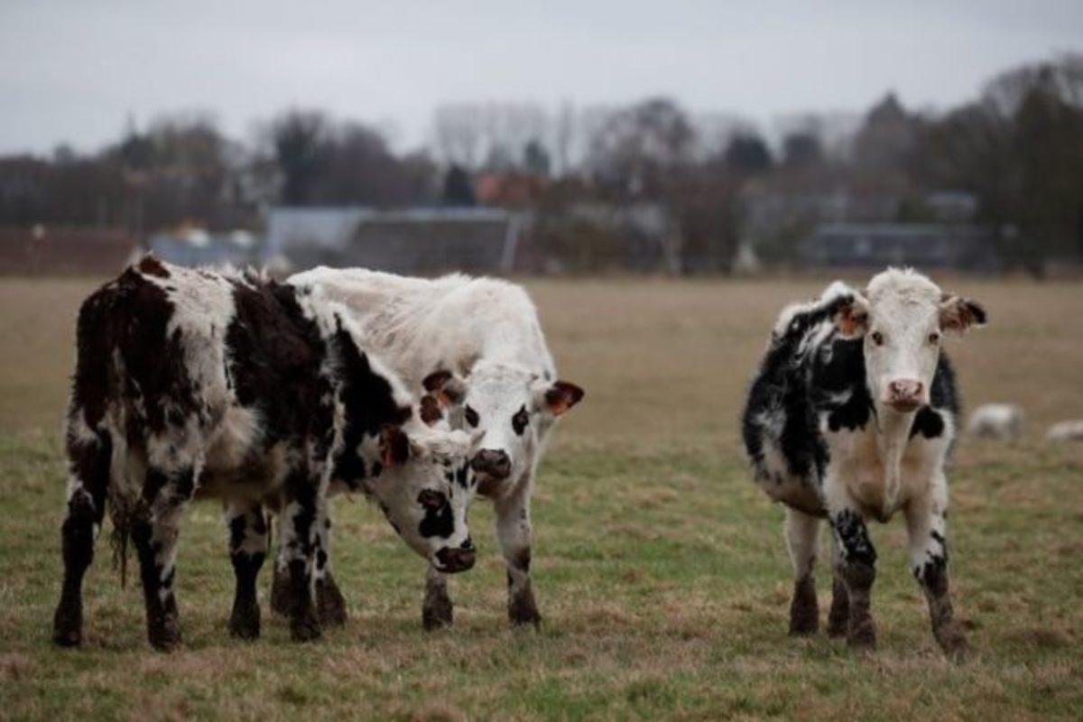 Bill Gates: İneklerin Gaz Çıkarması, Dünya İçin Büyük Bir Problem