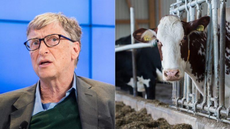 Bill Gates: İneklerin Gaz Çıkarması, Dünya İçin Büyük Bir Problem