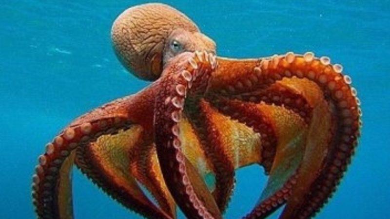 Bilim İnsanları, Ahtapot Çiftliklerinin Çevreye Etkisi Konusunda Uyardı