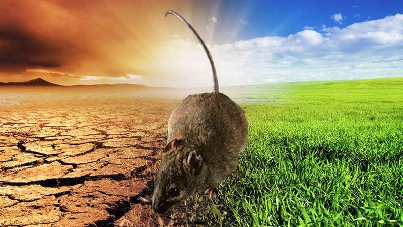 İklim Değişikliği Nedeniyle Dünyada İlk Kez Bir Memelinin Soyu Tükendi