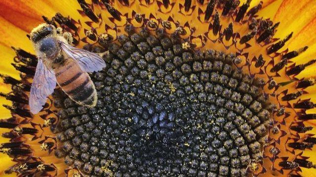 2018 Mobil Fotoğrafçılık Yarışmasının Galibi 10 Muhteşem Fotoğraf