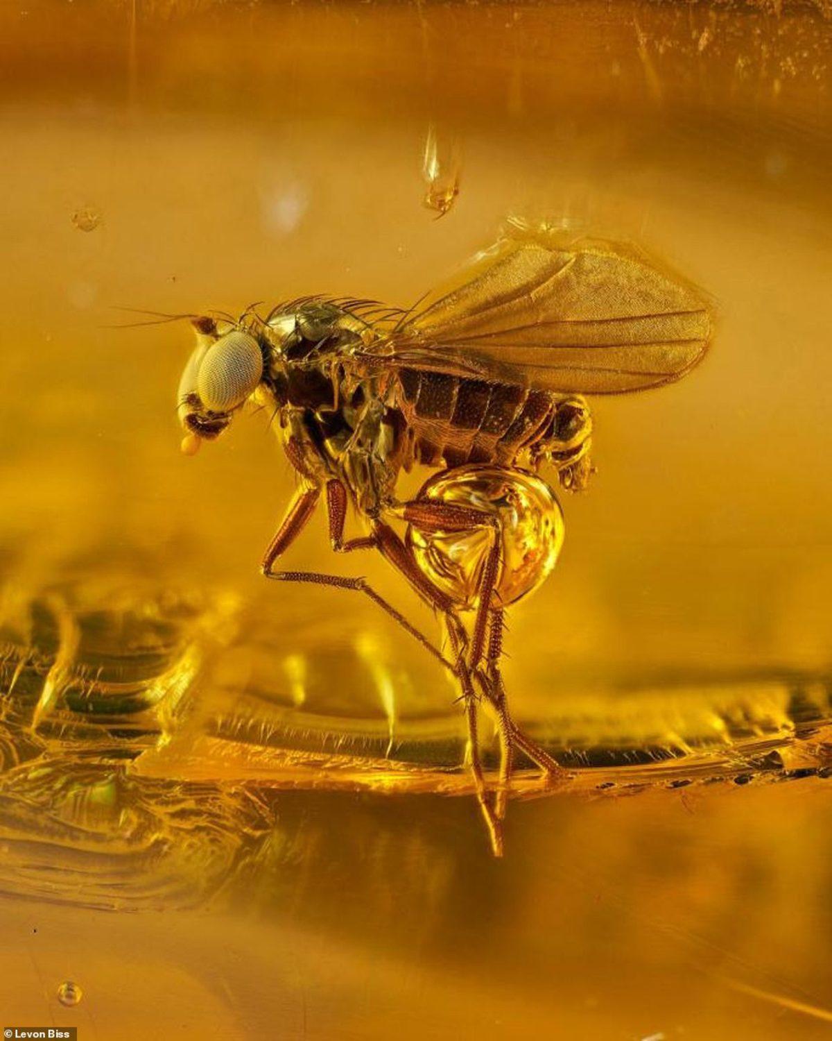 Böcek Fosillerine Ait Nefes Kesici Fotoğraflar Yayınlandı