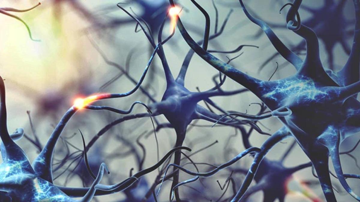 Bilim İnsanları, Nöral Kök Hücrelerini Düzenleyen Yeni Bir Mekanizma Keşfetti