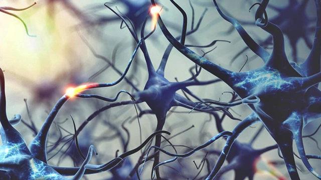 Bilim İnsanları, Nöral Kök Hücrelerini Düzenleyen Yeni Bir Mekanizma Keşfetti