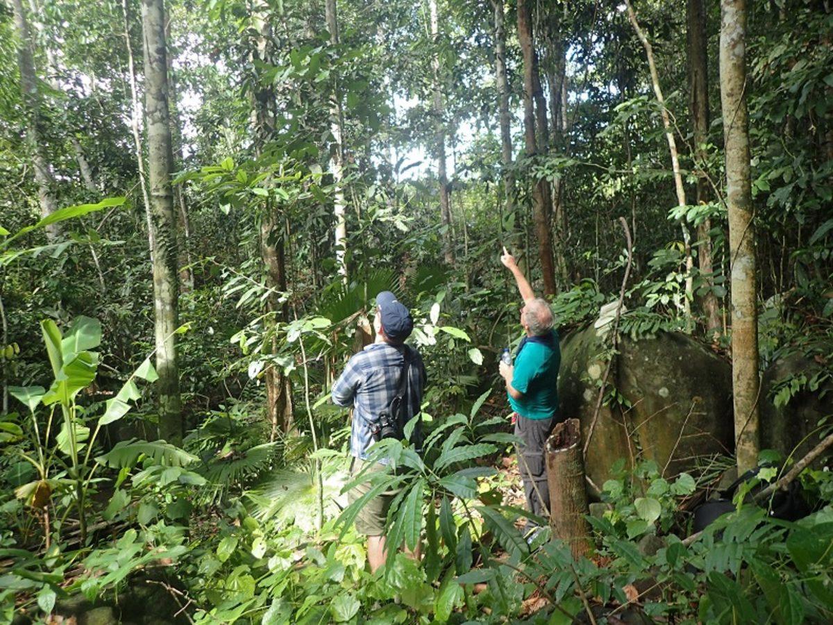 Soyunun Tükendiği Bilinen Dünyanın En Büyük Arısı, Canlı Olarak Bulundu