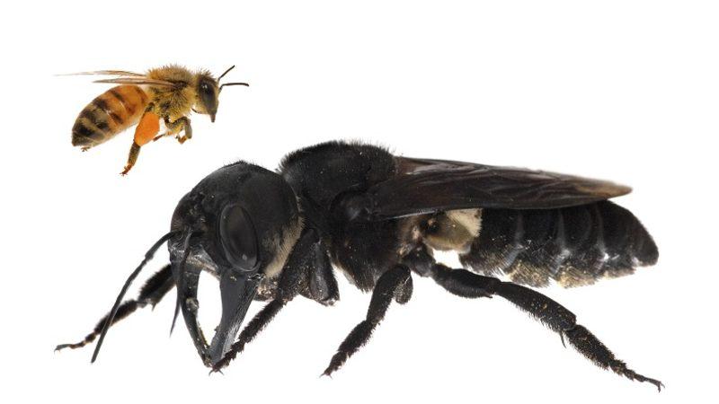 Soyunun Tükendiği Bilinen Dünyanın En Büyük Arısı, Canlı Olarak Bulundu