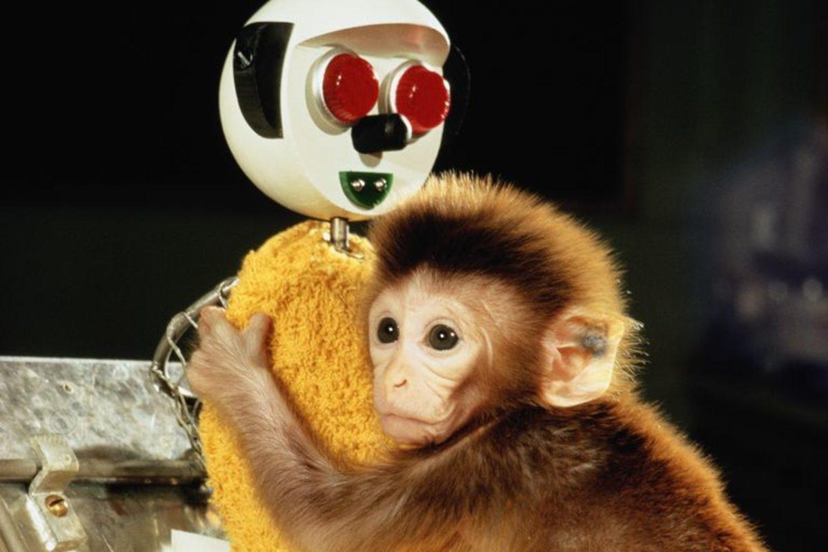 Sadece Zalim Birinin Yapabileceği, İnsanlık Dışı ’Şefkat’ Deneyi (18+)