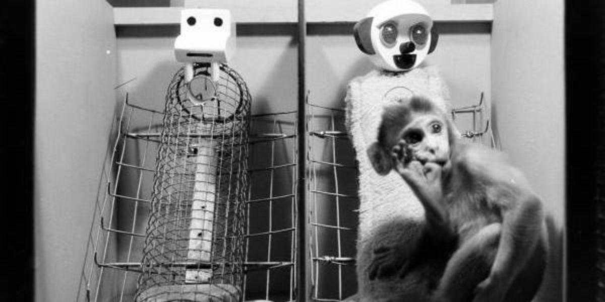 Sadece Zalim Birinin Yapabileceği, İnsanlık Dışı ’Şefkat’ Deneyi (18+)