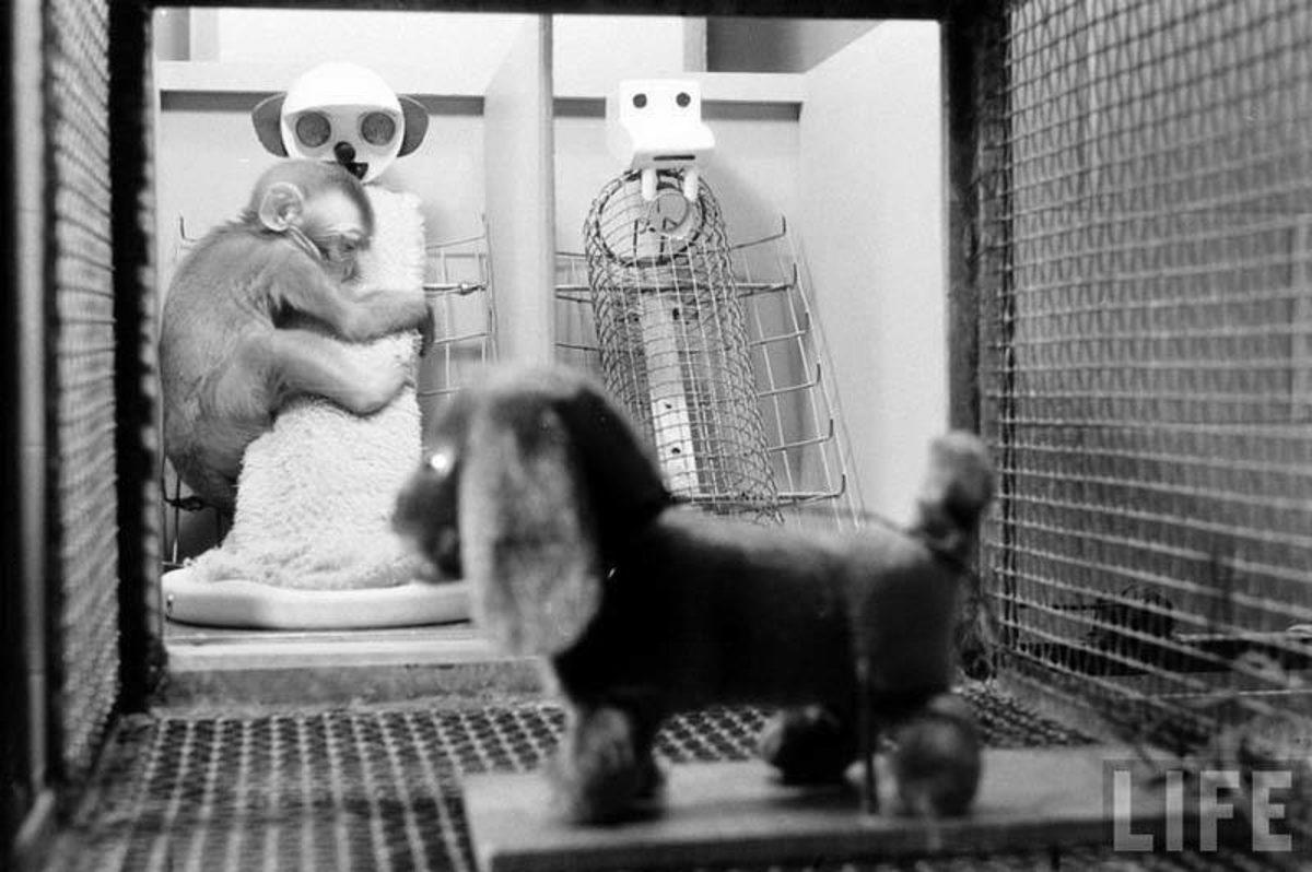 Sadece Zalim Birinin Yapabileceği, İnsanlık Dışı ’Şefkat’ Deneyi (18+)