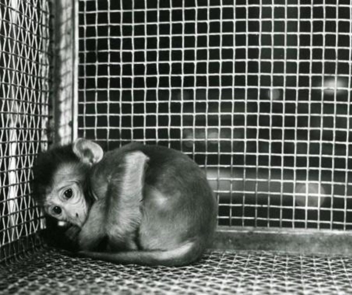 Sadece Zalim Birinin Yapabileceği, İnsanlık Dışı ’Şefkat’ Deneyi (18+)