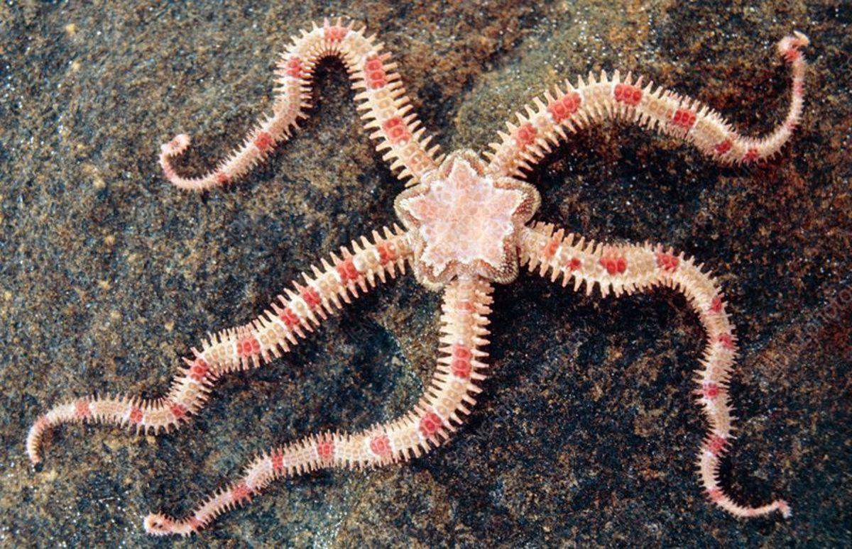 Gözleri Olmadan Görebilen ’Yılan Yıldızları’ ile Tanışın