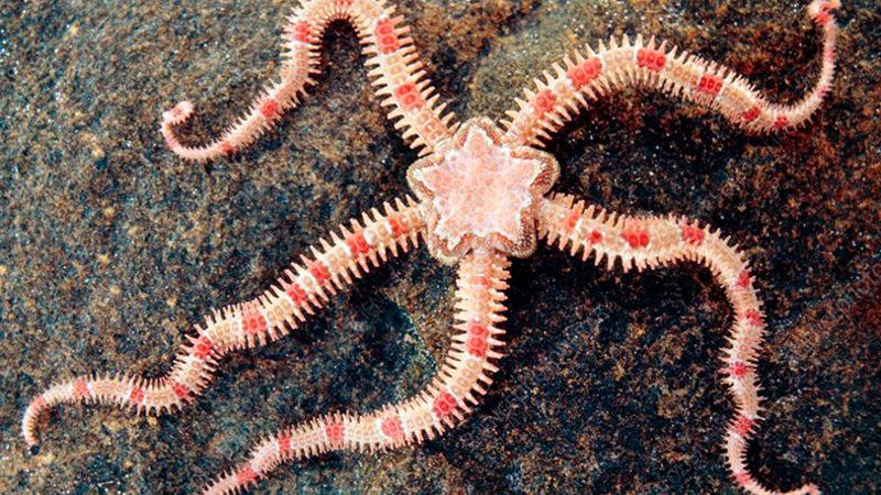 Gözleri Olmadan Görebilen ’Yılan Yıldızları’ ile Tanışın