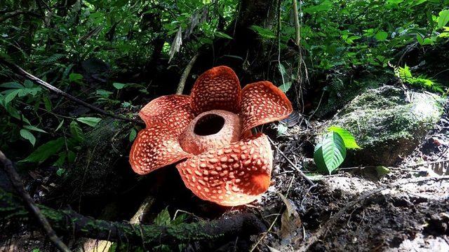 Keşfedilmiş En Büyük Çiçek Görüntülendi (Kokusu Berbat)