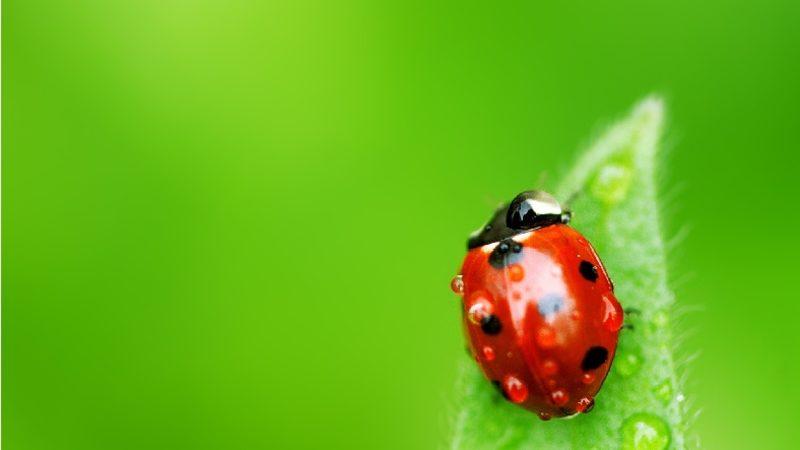 Böcek Türlerinin Büyük Bir Hızla Yok Olması, İnsanlık İçin Ne Kadar Tehlikeli?