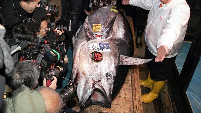 Bir Balık, Açık Artırmada 11 Milyon Liraya Satıldı