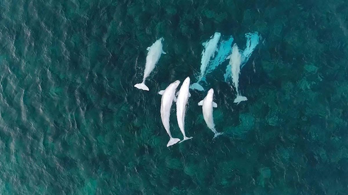 Bilim İnsanları, Balinaları Uzaydan Gözlemleyecek