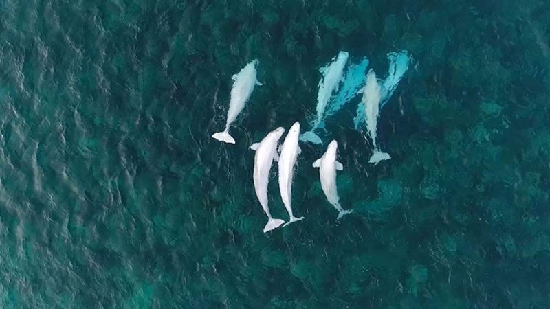 Bilim İnsanları, Balinaları Uzaydan Gözlemleyecek