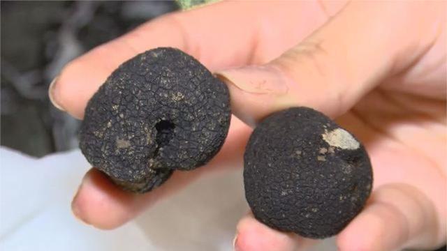 Türkiye’de 505 Bin TL’den İhaleye Çıkarılan 80 Kilo Trüf Mantarı, 27 Bin TL’ye Satıldı